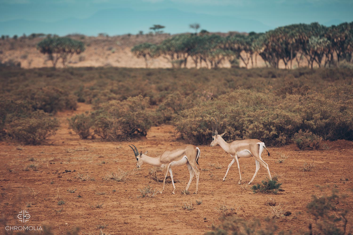 Kenya wild life