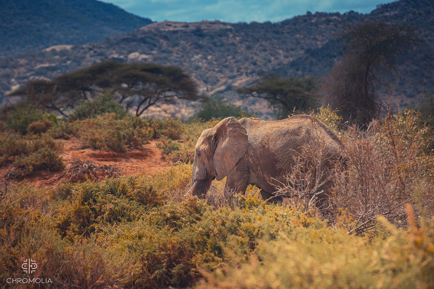 Kenya wild life